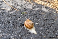 Big garden snail in shell crawling on wet road hurry home Product Image 29