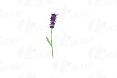 Lavender leaves and bouquets watercolor clip art pack Product Image 4