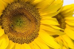 common sunflower in the summer Product Image 1