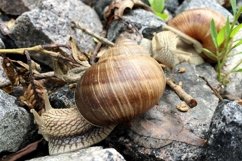 Big garden snail in shell crawling on wet road hurry home Product Image 12
