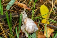 Big garden snail in shell crawling on wet road hurry home Product Image 21