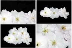 38 White Blossom Floral Flower Close Up Abstract Background by Squeeb Creative