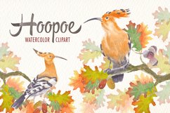 watercolor hoopoe bird clipart Product Image 3