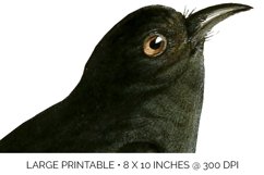 Bird Clipart Vintage Product Image 4