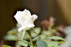 SET different blooming flowers with leaves in natural nature Product Image 23