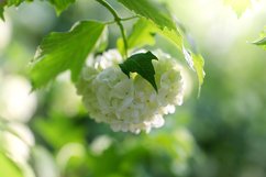 Stock Photo - Blooming viburnum buldenezh, white flowers Product Image 1