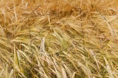 ripened cereals Product Image 1