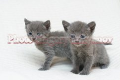 Stock Photo - Little kittens at home on a plaid. Product Image 1