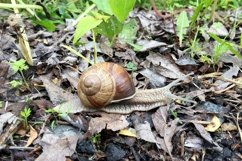 Big garden snail in shell crawling on wet road hurry home Product Image 29