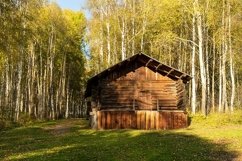 Wooden building on the background of a birch grove. Product Image 1