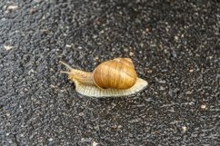 Big garden snail in shell crawling on wet road hurry home Product Image 10