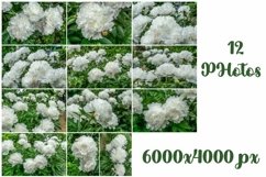 Big white peony flowers photos Product Image 1