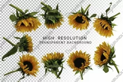 Sunflower Clipart PNG. Sunflower Sublimation High Resolution Product Image 3