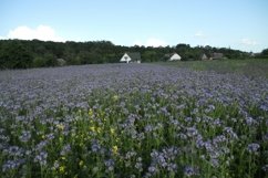 SET different blooming flowers with leaves in natural nature Product Image 8