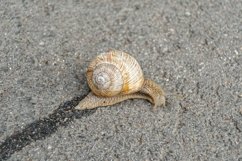 Big garden snail in shell crawling on wet road hurry home Product Image 16