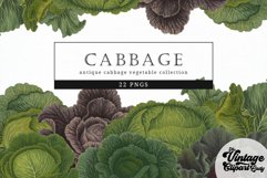 Cabbage Vintage Vegetable Botanical Clip Art Product Image 1