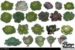 Cabbage Vintage Vegetable Botanical Clip Art Product Image 2