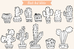 Cactus in Flower Pots | Succulent | Tropical House Plants Product Image 4