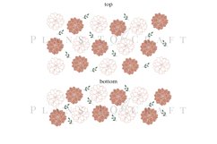 Cactus Spring Flower 40oz quencher tumbler sublimation full wrap high resolution transparant background