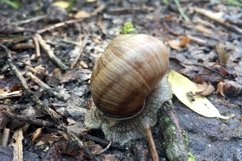Big garden snail in shell crawling on wet road hurry home Product Image 8