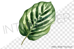 Calathea makoyana leaf Tropical Summer Clipart Watercolor Product Image 1