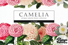 Camelia Vintage Floral Botanical Clip Art Product Image 1