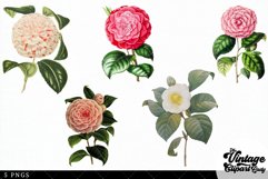 Camelia Vintage Floral Botanical Clip Art Product Image 2