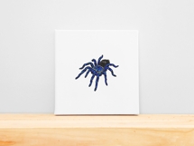 Electric Blue Earth Tiger Tarantula Product Image 6