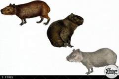 Capybara Vintage Animal illustration Clip Art, Clipart Product Image 3