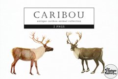 Caribou Vintage Animal illustration Clip Art, Clipart Product Image 1