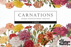Carnations Vintage Floral Botanical Clip Art Product Image 1