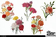 Carnations Vintage Floral Botanical Clip Art Product Image 2