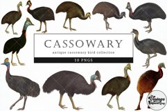 Cassowary Vintage Animal illustration Clip Art, Clipart Product Image 1