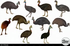 Cassowary Vintage Animal illustration Clip Art, Clipart Product Image 3