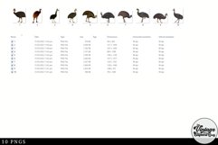 Cassowary Vintage Animal illustration Clip Art, Clipart Product Image 2