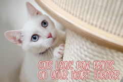 Whisker Wish Product Image 4