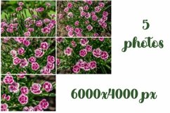 Carnation Pink Kisses Product Image 1