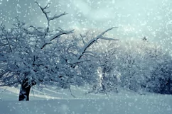 200 WINTER SNOW TRANSPARENT PNG FILES, PHOTOSHOP OVERLAYS Product Image 4