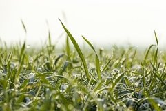 wheat planted for winter Product Image 1