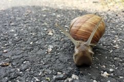 Big garden snail in shell crawling on wet road hurry home Product Image 16