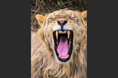 Male lion showing teeth and pink tongue while yawning Product Image 1