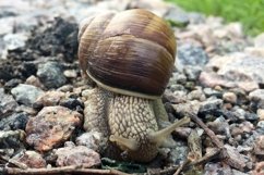 Big garden snail in shell crawling on wet road hurry home Product Image 4