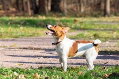 Jack Russell Terrier Product Image 1