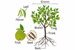 Parts of cherimoya Annona cherimola plant on a white. Product Image 1