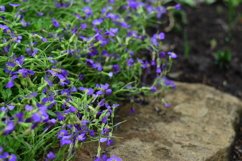 blooming flowers in the garden Product Image 1