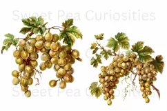 Grapes, Ephemera, PNG, Junk Journal, Vintage, clipart Product Image 2
