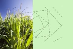 green leaves of corn Product Image 1
