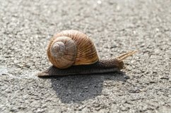 Big garden snail in shell crawling on wet road hurry home Product Image 30