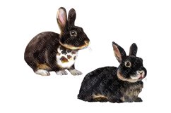 Rabbits watercolor clipart, pets, farm animals, rabbit breed Product Image 4