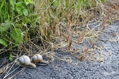 Big garden snail in shell crawling on wet road hurry home Product Image 29